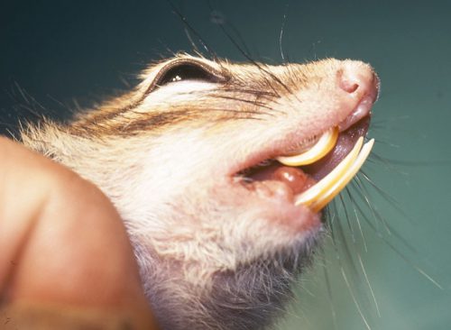 専門獣医師が解説するシマリスの不正咬合〔Ver.2〕歯が口から飛び出てます！