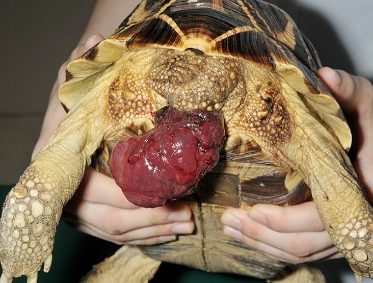 緊急：カメのお尻から何か出ている・・・専門獣医師が解説するカメの直腸脱？卵管脱？ペニス脱？