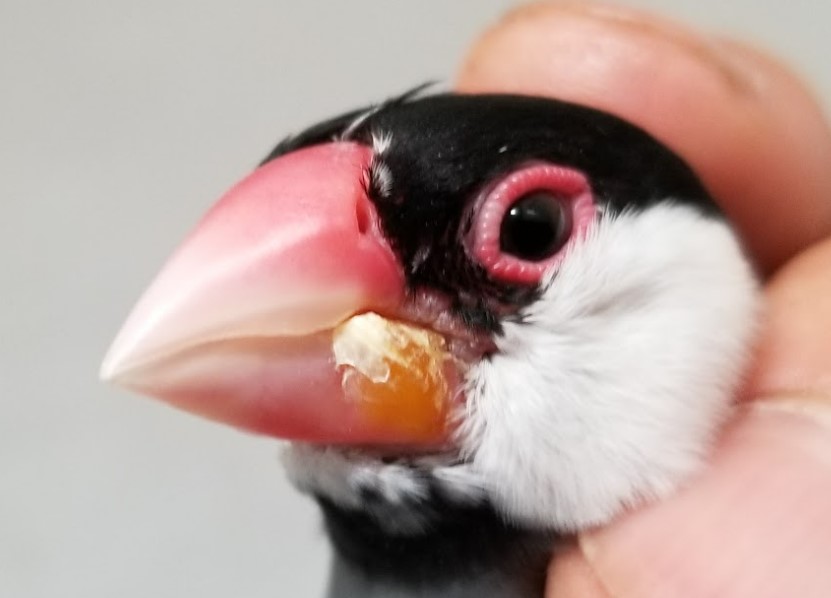 専門獣医師が解説する鳥の皮膚糸状症～ブンチョウの嘴顔の黄色カサブタ？
