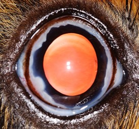 目の中の白いモヤモヤって何？専門獣医師が解説するモルモットの骨性分離腫