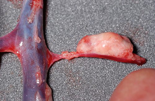 フェレット左副腎