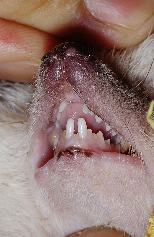専門獣医師が解説するハリネズミの口腔内疾患〔Ver.2〕歯周病と扁平上皮癌