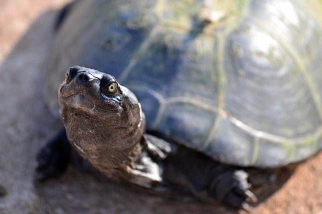 専門獣医師が解説する水ガメの食欲不振・・・病気なの？どうしたらよい？