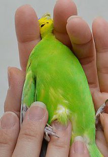 鳥の爪切り