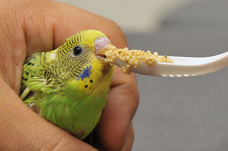 セキセイインコさし餌