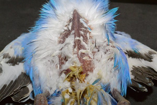 インコ痩せている