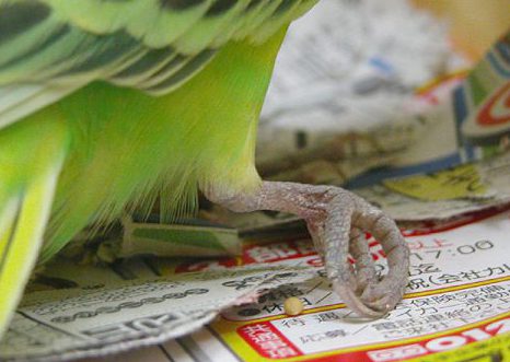 セキセイインコ脚弱