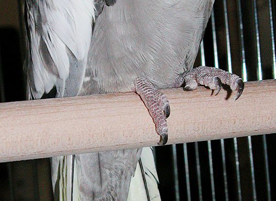 オカメインコ脚弱