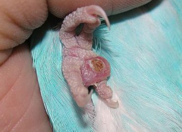 セキセイインコ足