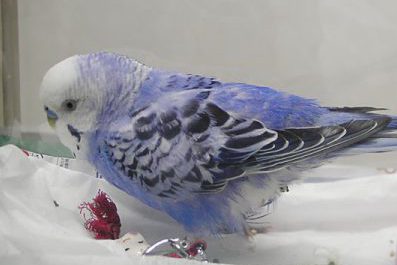 セキセイインコ脂肪種