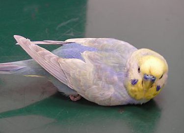 セキセイインコ脚弱
