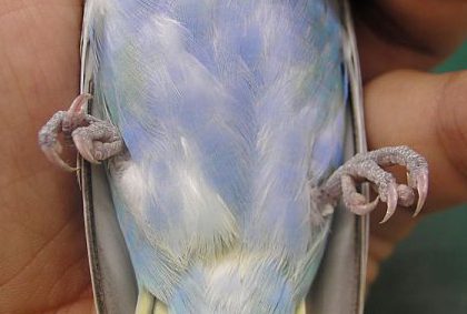 セキセイインコ脚弱