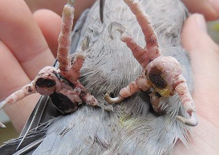 オカメインコ趾瘤症