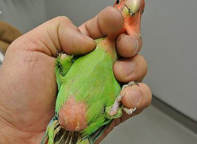 セキセイインコ卵づまり