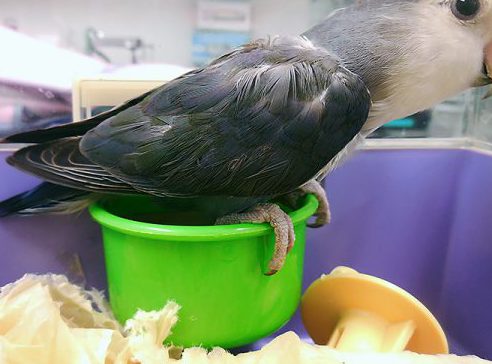 コザクラインコ