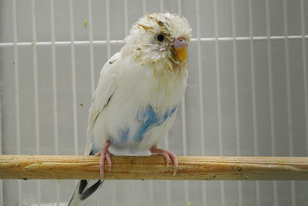 セキセイインコ嘔吐