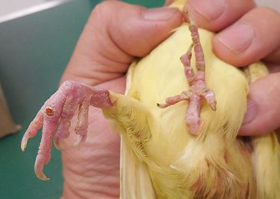 オカメインコ脱臼