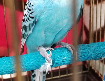 セキセイインコ止まり木