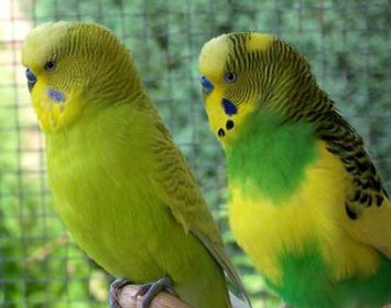 セキセイインコ