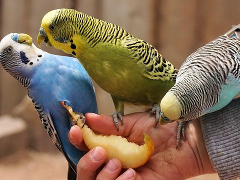 セキセイインコ