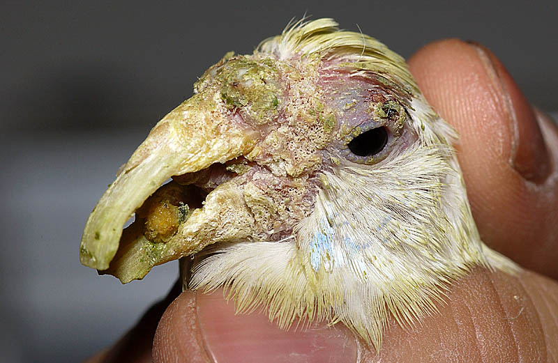 専門獣医師が解説する鳥の疥癬〔Ver.3〕インコのヒゼンダニ