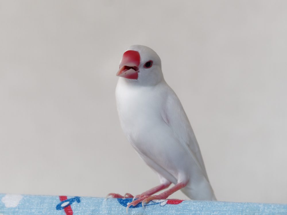 ブンチョウ
