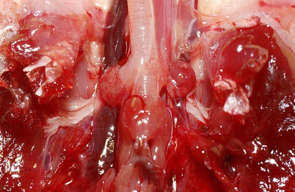 鳥　甲状腺