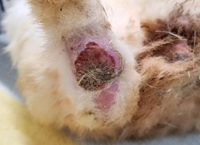 ウサギ足底皮膚炎