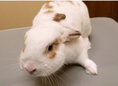 ウサギ