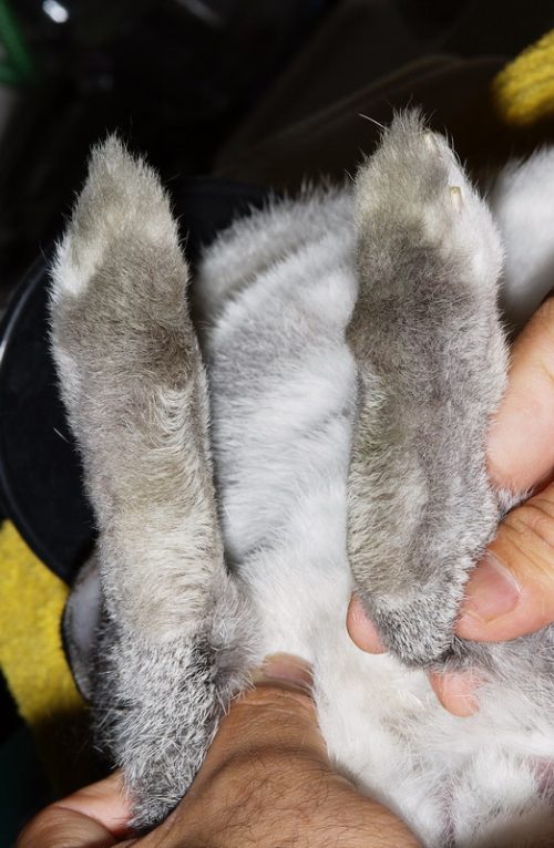 ウサギ足