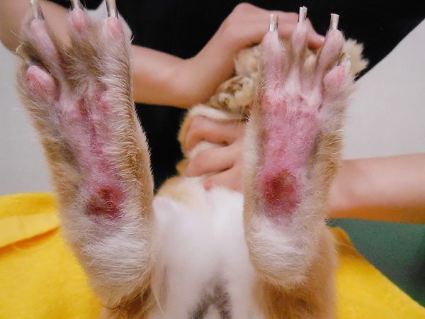 ウサギ足底皮膚炎