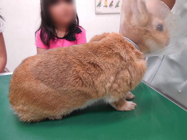 ウサギ脱毛改善