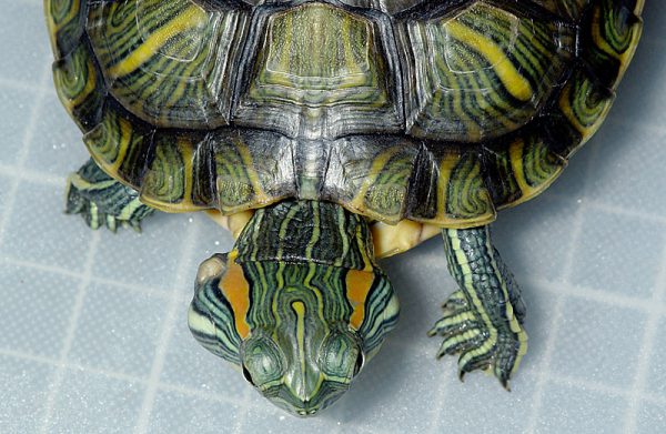 アカミミガメ中耳炎