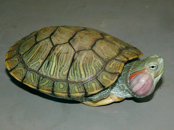アカミミガメ中耳炎