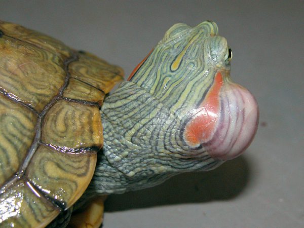 アカミミガメ中耳炎