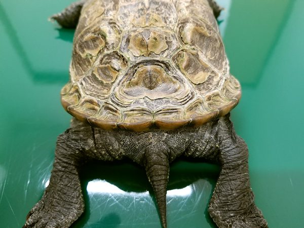 カメの甲羅の脱皮不全