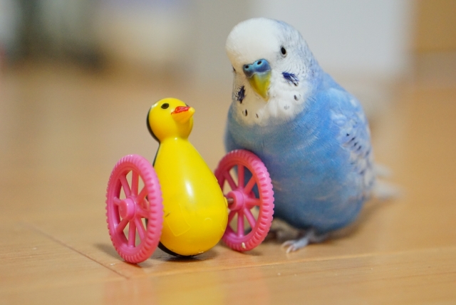 セキセイインコ