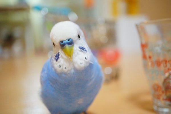 セキセイイインコ