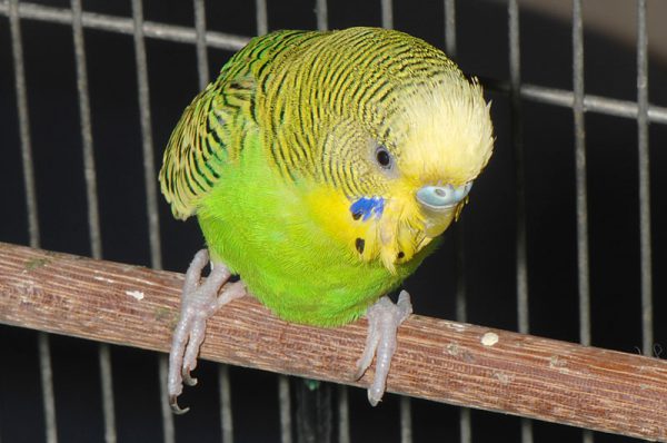 セキセイインコ