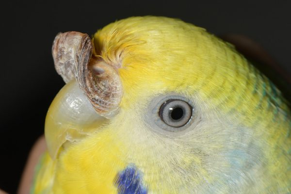 セキセイインコろう膜