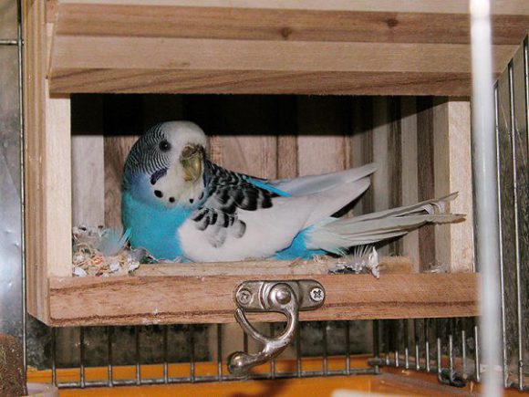 セキセイインコ抱卵