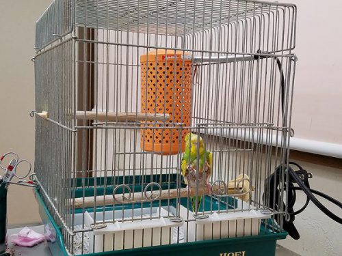セキセイインコケージ