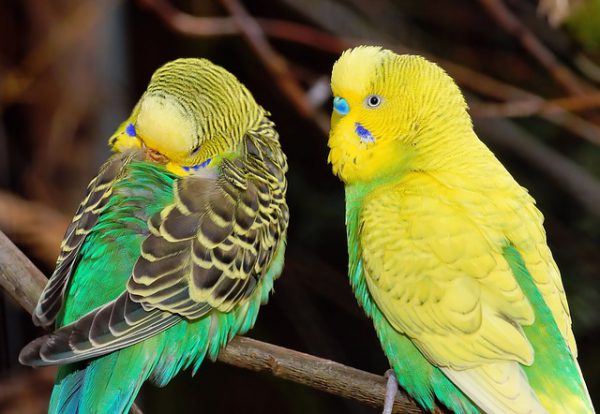 セキセイインコ