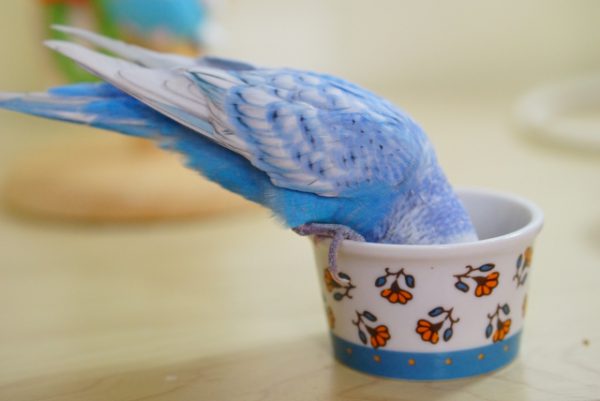 セキセイインコ