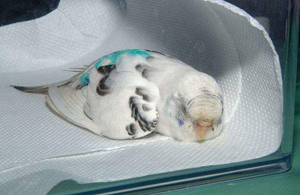 セキセイインコ低カルシウム