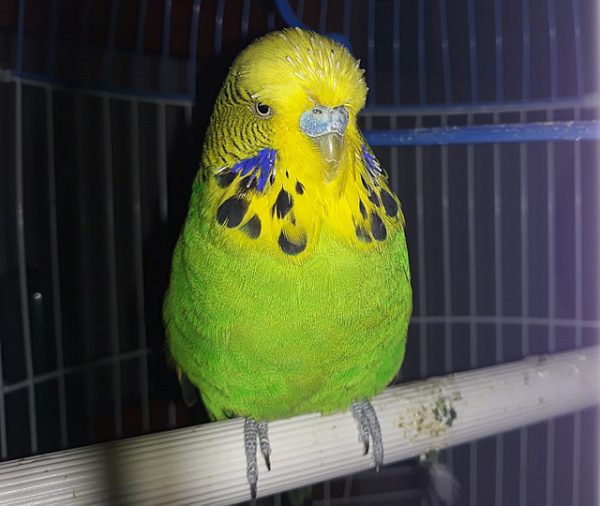 セキセイインコ