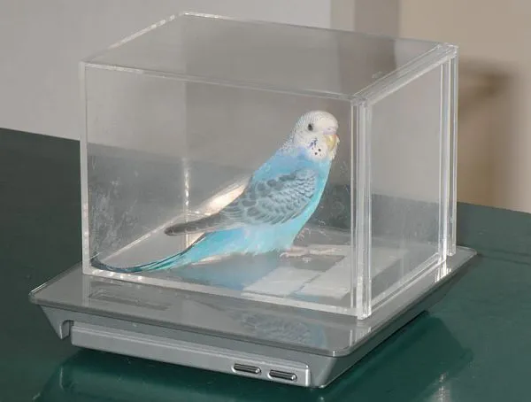 セキセイインコ体重測定
