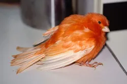 カナリア痩せてる