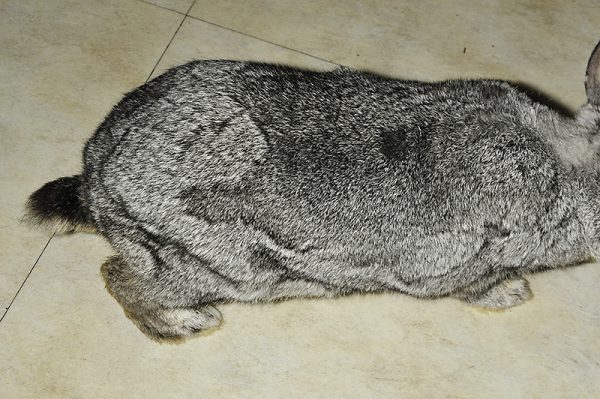 ウサギ換毛