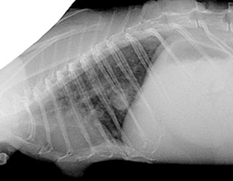 写真:肺の腫瘤のX線像:肺に腫瘤が確認されます。
